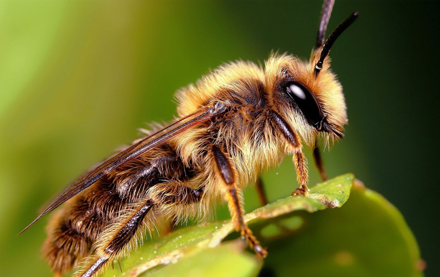 Het is weer zomer..10 vragen over insectenbeten